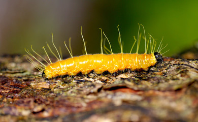 Yellow worms on tree brown.