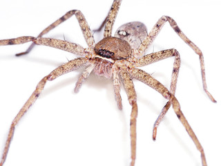 Brown spider on white background.