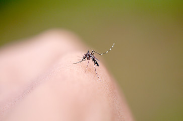 Mosquito sucking human blood on extreme macro