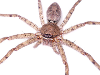 Brown spider on white background.