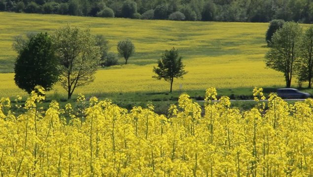 field of rape
