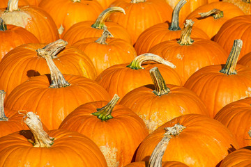 Colorful pumpkins