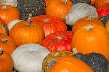 Colorful pumpkins