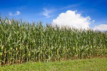 Obraz premium Corn field
