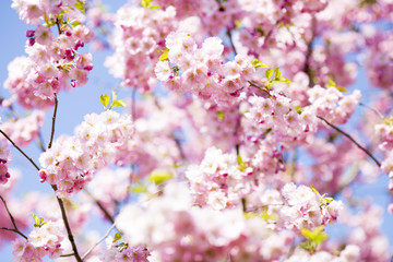 Sakura. Tree cherry on the garden.