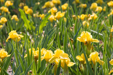 Obraz premium Yellow flower in spring