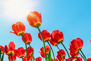 Naklejka premium red tulips in the morning sun
