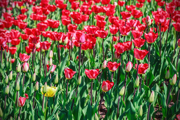 flowers blooming tulips. One yellow tulip among red flowers