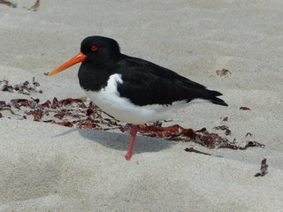 Eurasian oystercatcher (Haematopus ostralegus) on Helgoland