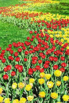 Tulips of different colors background