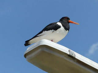 Eurasian oystercatcher (Haematopus ostralegus) on Helgoland