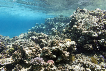 Fototapeta na wymiar coral reef under the surface of water in tropical sea, underwa