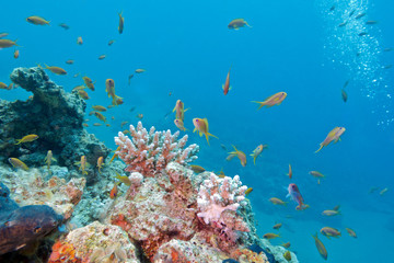 Naklejka na ściany i meble coral reef with shoal of fishes scalefin anthias, underwater