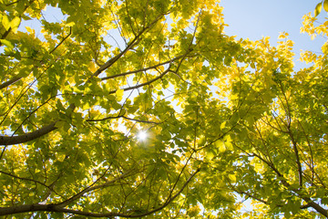 Yellow leaves in spring