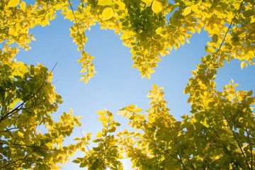 Yellow leaves in spring