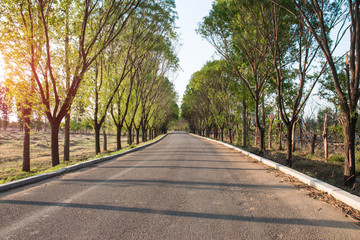 spring forest road