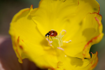 Marienkäfer auf Tulpe