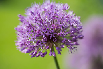 Zierlauch - Allium Aflatunense - Purple sensation