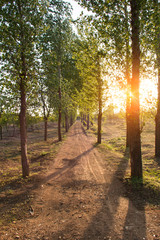Dirt road in the forest