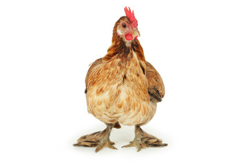 Brown hen isolated on white