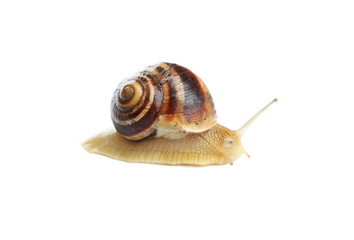 Garden snail isolated on white