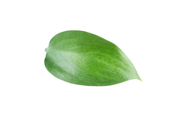 Beautiful green leave isolated on white