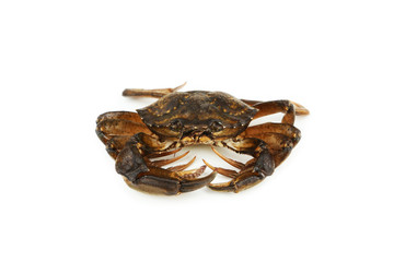 Crab isolated on white