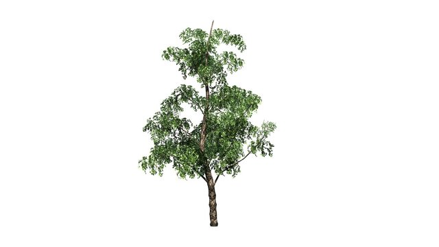 River Birch tree - isolated on white background