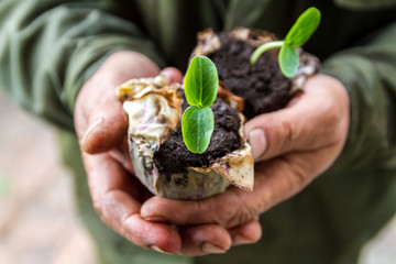 Young plant in the hands of a farmer. close-up