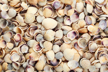 Sea shells background