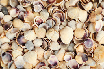 Sea shells background