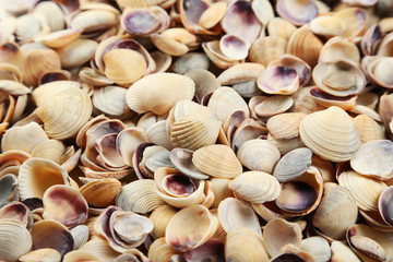 Sea shells background