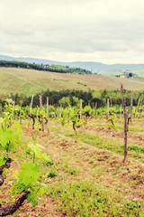 Fototapeta na wymiar The vineyards of Chianti.
