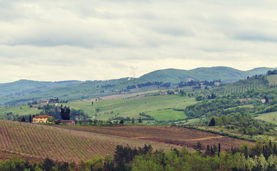 Fototapeta na wymiar The vineyards of Chianti.
