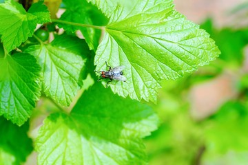 Fly