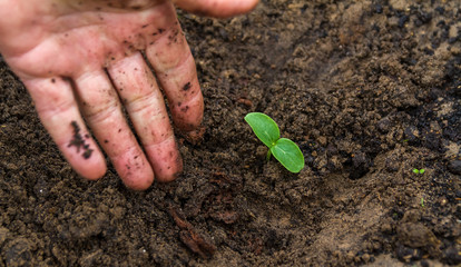 Young plant in the hands of a farmer. close-up