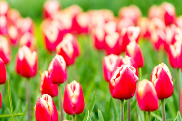 Wonderful tulips field of Keukenhof, Netherlands