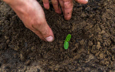 Young plant in the hands of a farmer. close-up