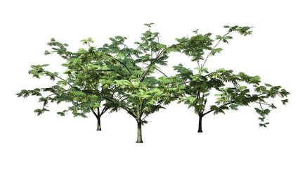 Fototapeta premium Mimosa tree cluster - isolated on white background