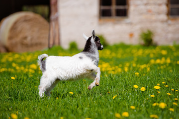 adorable goat kid outdoors © otsphoto