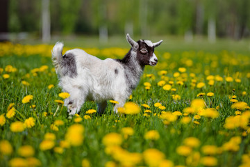 Obraz na płótnie Canvas adorable goat kid walking outdoors