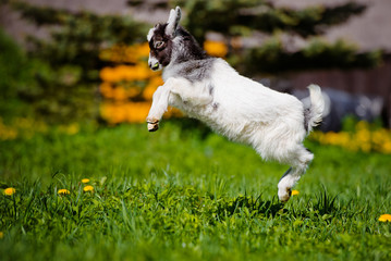 adorable goat kid jumping up © otsphoto