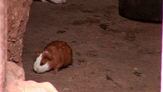 Guinea pigs in hut in Peru in Andes
