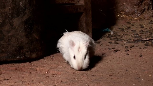 Guinea pigs in hut in Peru in Andes