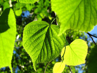 Green foliage of spring tree