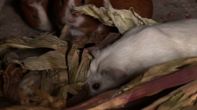 Guinea pigs in hut in Peru in Andes