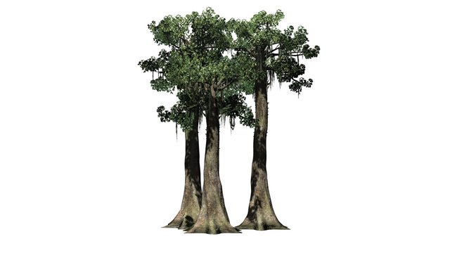 Kapok tree cluster - isolated on white background