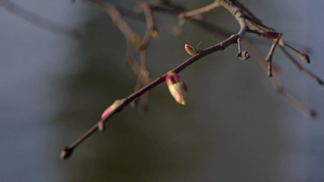 buds with Defocus