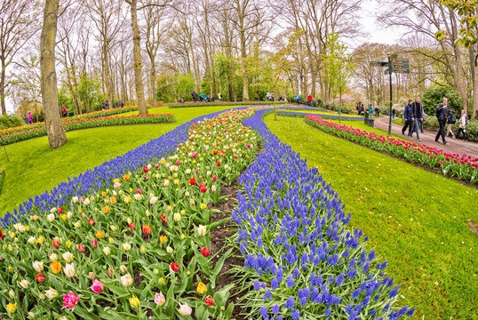 Tulips field in Kuekenhof, The Netherlands