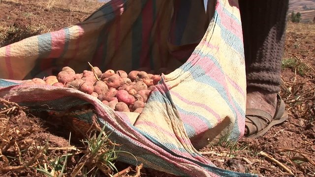 potatoe-harvesting farmers in andes of Peru
